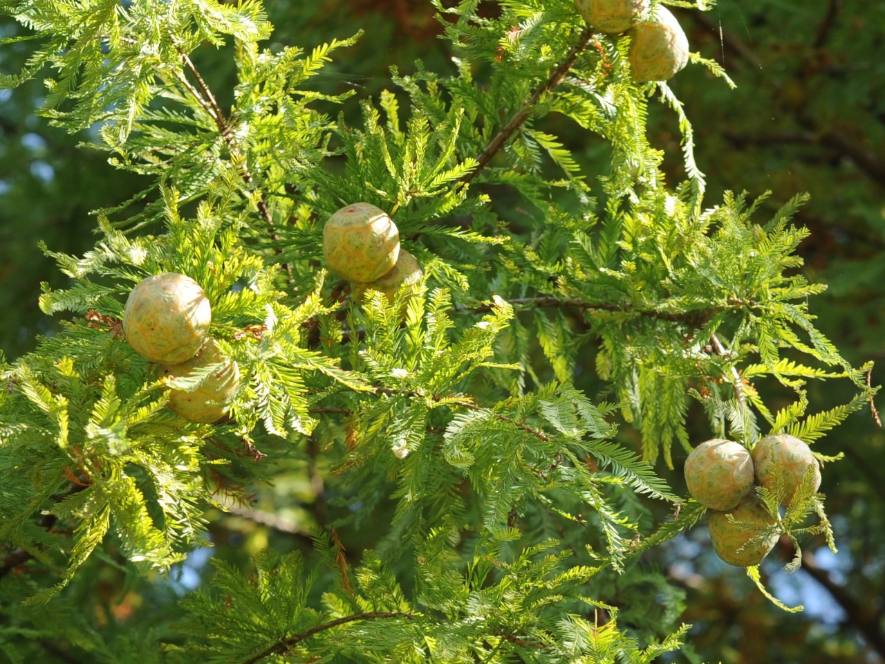 ヌマスギの球果
