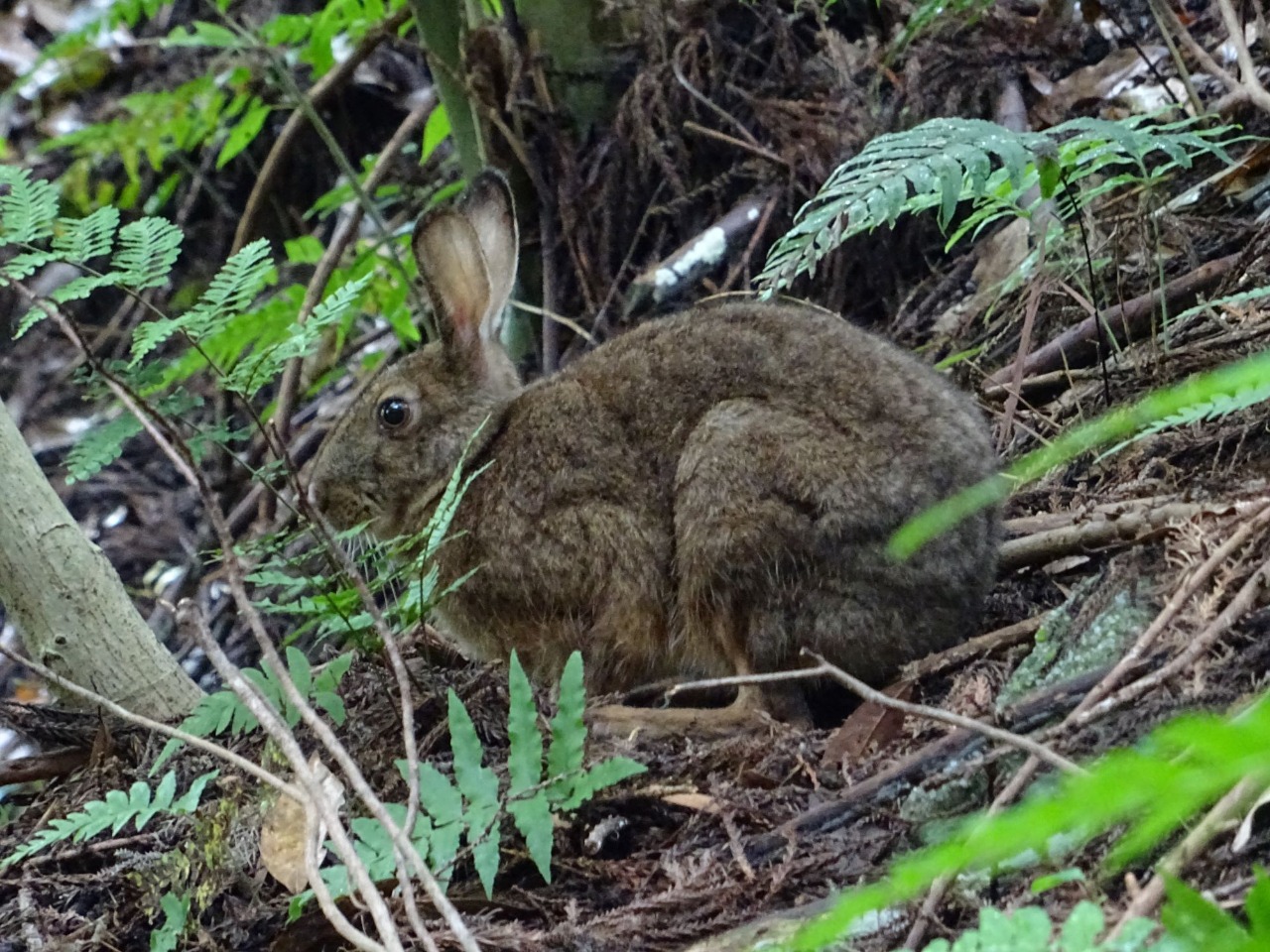 ニホンノウサギ