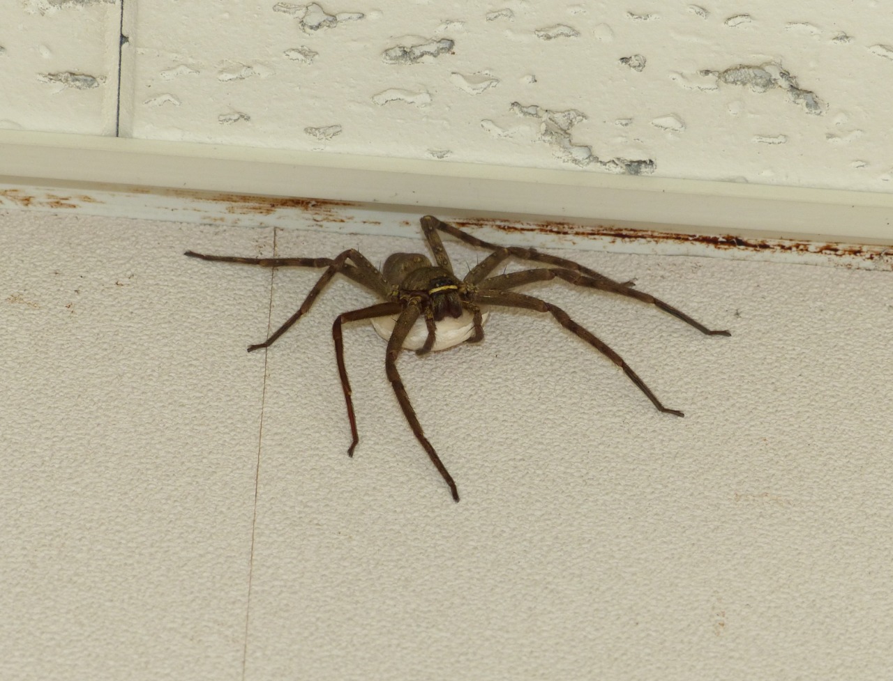 アシダカグモ