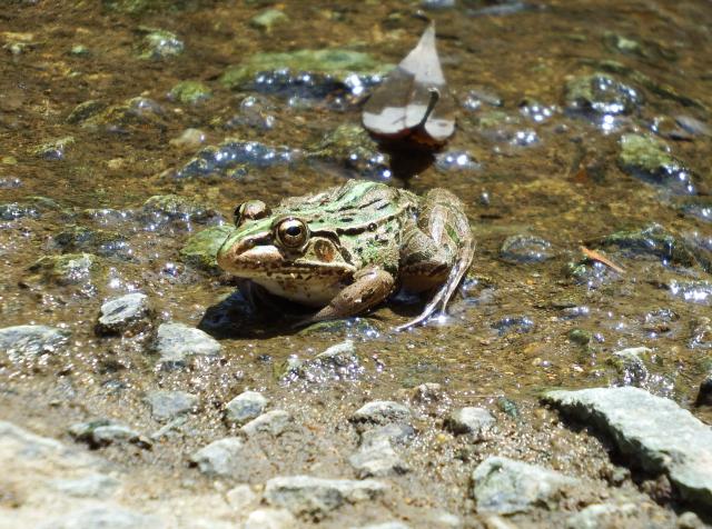 トノサマガエル