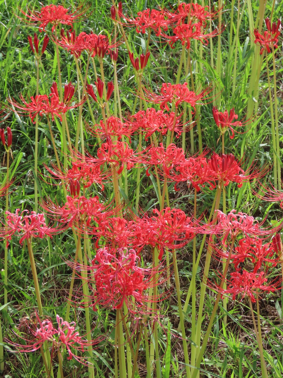 ヒガンバナの開花写真