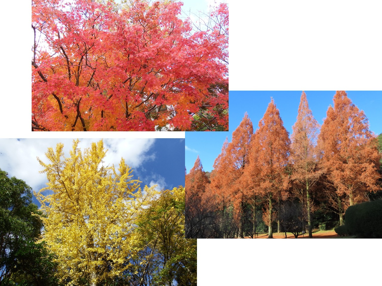 紅葉