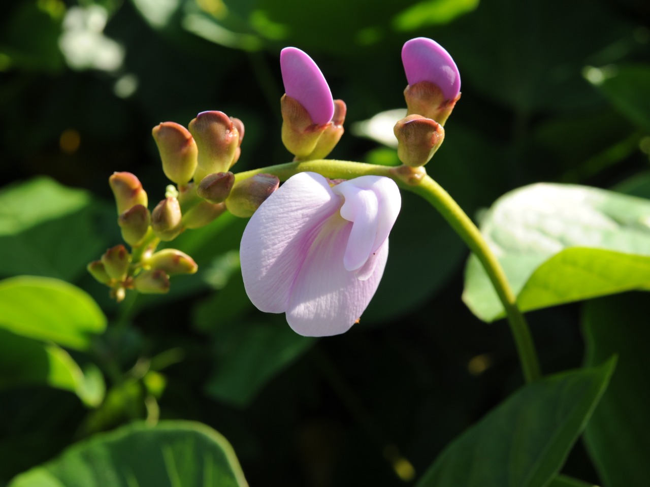 ハマナタマメの花