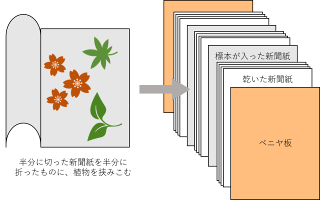 植物標本の作り方 自然観察をはじめよう 県内の動植物種について知りたい 身近な生きもの 生物多様性情報総合プラットフォーム 福岡生きものステーション