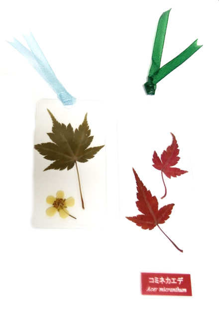 Amazon.co.jp: errer ガラスドーム 真鍮 樹脂 植物標本
