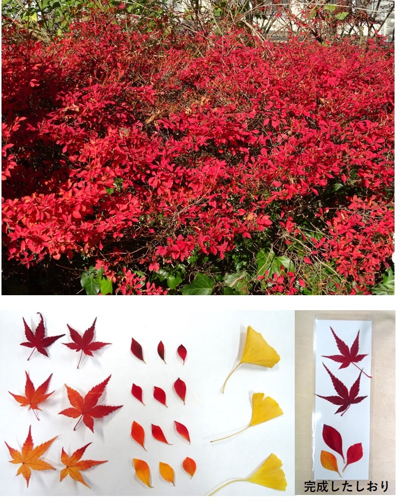 紅葉としおり