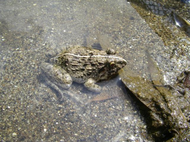 ヌマガエル 身近な生きもの図鑑 県内の動植物種について知りたい 身近な生きもの 生物多様性情報総合プラットフォーム 福岡生きものステーション