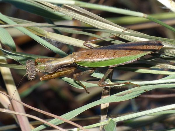 ヒメカマキリ