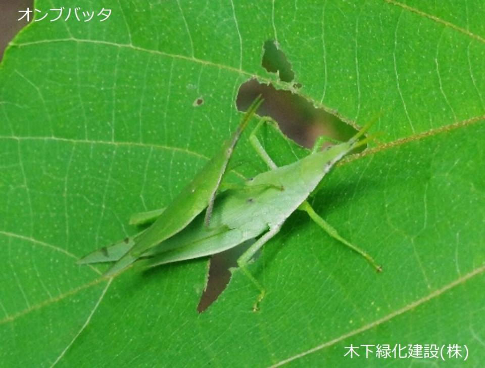 オンブバッタ