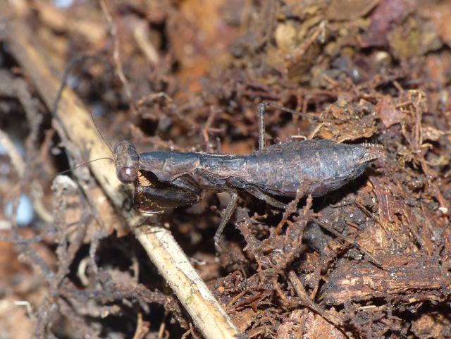 ヒナカマキリ