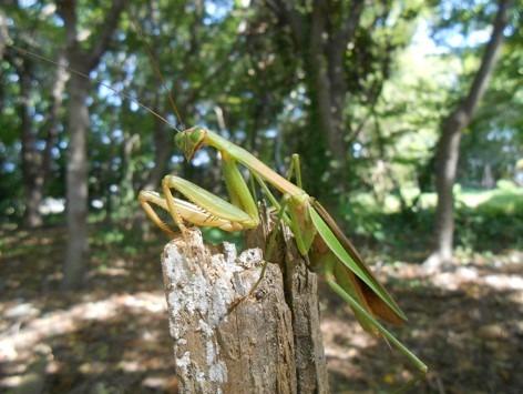 オオカマキリ