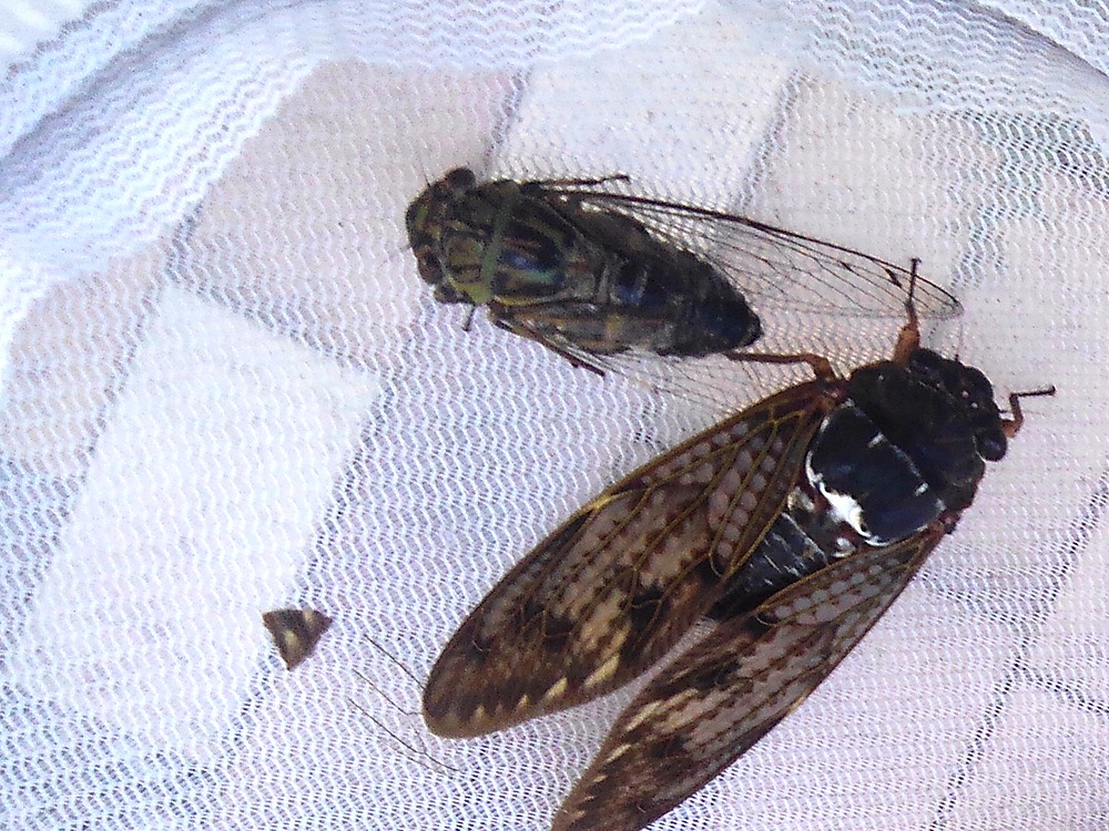 ツクツクボウシとアブラゼミ