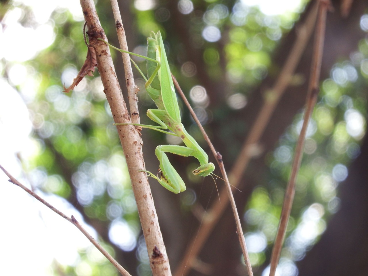 ハラビロカマキリ