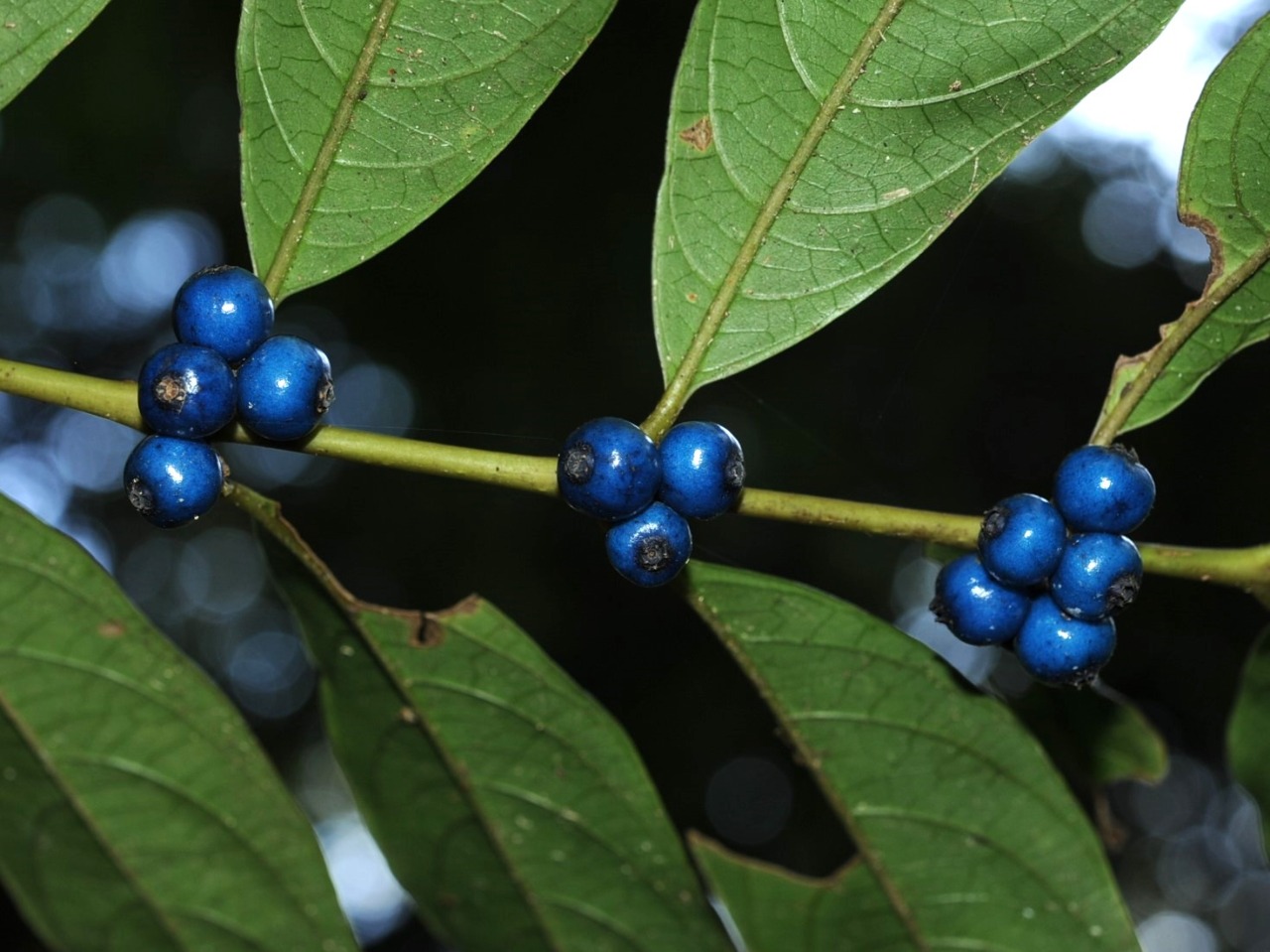 ルリミノキの果実