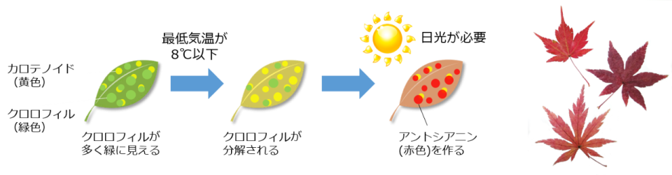 紅葉とイロハモミジ