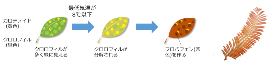 褐葉とメタセコイア