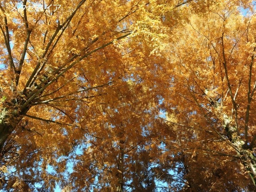 紅葉するメタセコイアの写真