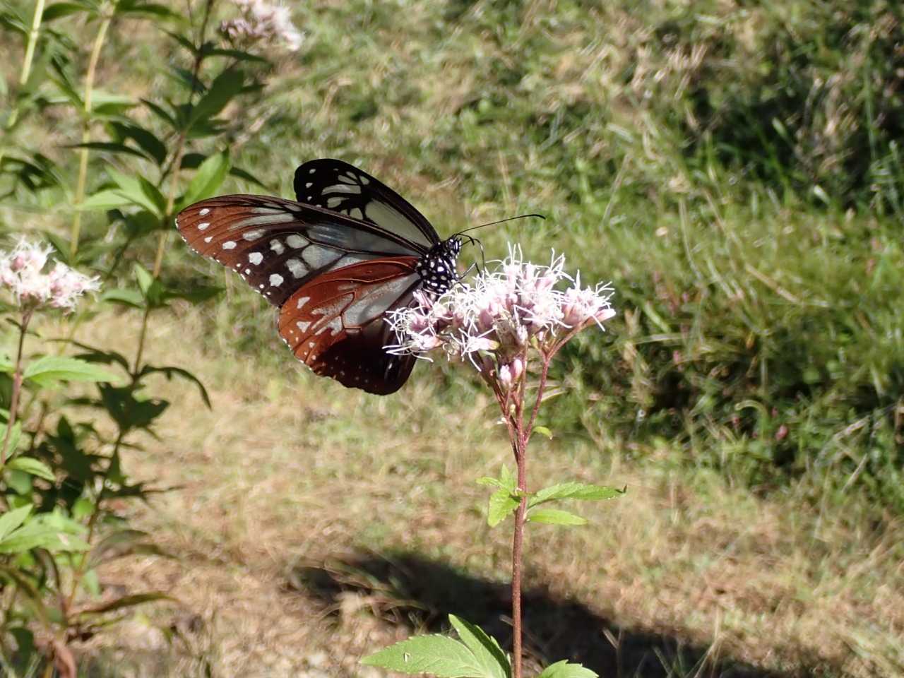 アサギマダラとフジバカマ