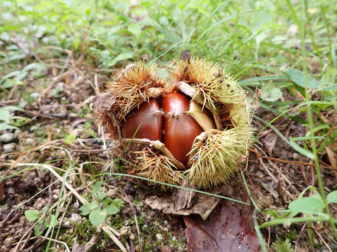 クリ