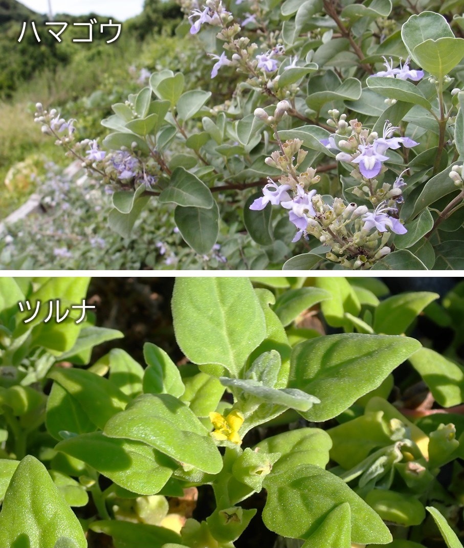 ハマゴウとツルナの花