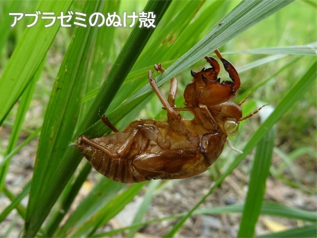 アブラゼミのぬけ殻