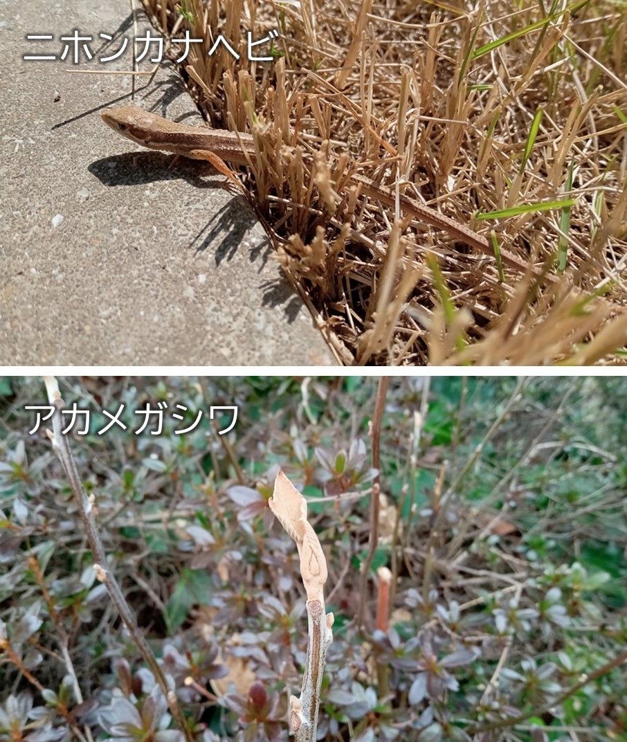 カナヘビとアカメガシワ