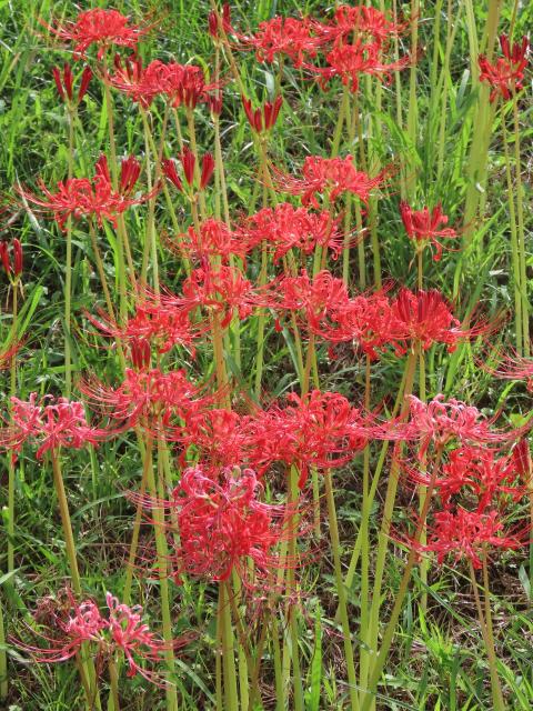 ヒガンバナの赤い花