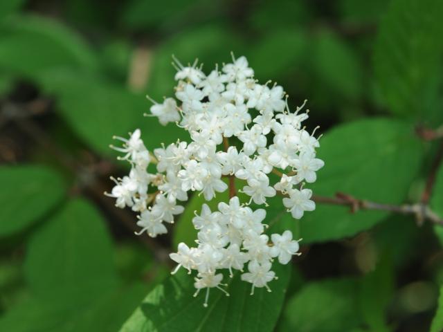 コバノガマズミの白い花