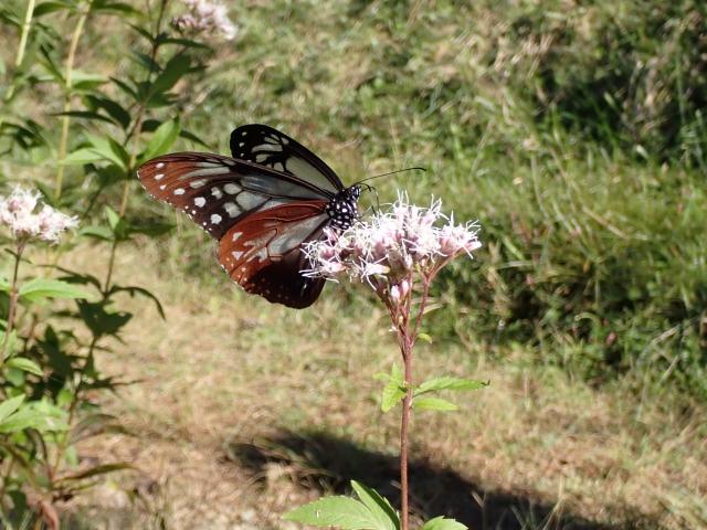 アサギマダラとフジバカマ
