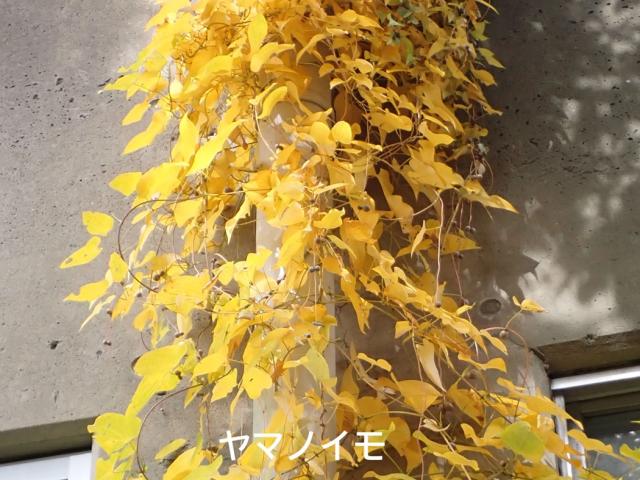 ヤマノイモの黄葉