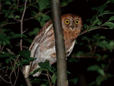 コノハズクの写真