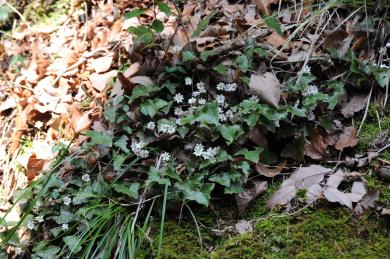 画像：山地の日陰に生える多年草。キンポウゲ科。ミスミソウ。