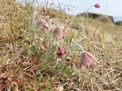 群衆となって咲いている画像：日当たりの良い草原に生える多年草。二次草原や山地稜線草地などに生育する。キンポウゲ科。オキナグサ。