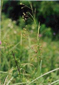 画像：草原にスズサイコをはじめとする植物が密生している。スズサイコ。