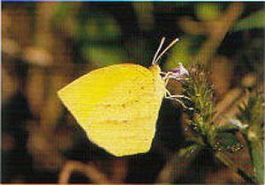 画像：黄色の翅を持つチョウ。ツマグロキチョウ。