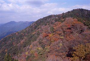 画像：傾斜地にブナをはじめとする植物が密生している。三郡・宝満山の自然林。