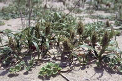 画像：砂丘にコウボウムギをはじめとする植物が密生している。コウボウムギ群落。