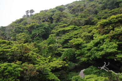 画像：傾斜地にタブノキをはじめとする植物が密生している。タブノキ群落。