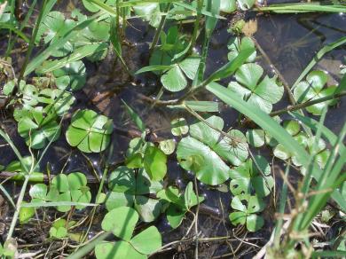 画像：四つ葉のクローバーに似た葉を持つ植物。ナンゴクデンジソウ。水辺に生えている。