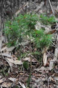 画像：青みを帯びた緑色の針葉の植物。ゴヨウマツ。