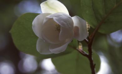 画像：白い半球状の花と緑の葉を持つ植物。オオヤマレンゲ。