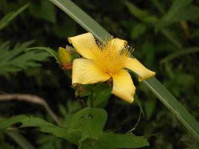 画像：黄色い巴形のゆがんだ形の花と緑の葉を持つ植物。トモエソウ。