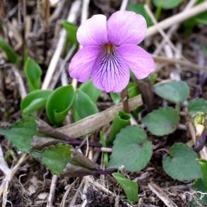 画像：紫色の花と緑の葉を持つ植物。アケボノスミレ。草むらに生えている。