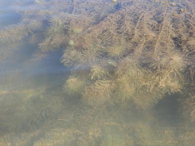 画像：池や湿地に生える多年草。ミソハギ科。ミズスギナ。