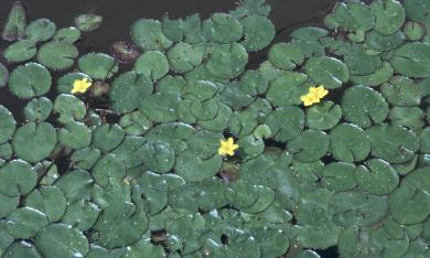 画像：円形に切れ目がある葉と黄色い花を付けた植物。アサザ。水面に浮かんでいる。