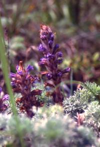 画像：多数の淡紫色の穂状花序を持つ植物。ハマウツボ。