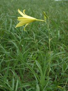 画像：黄色いラッパ状の花を持つ植物。キスゲ。草むらに生えている。