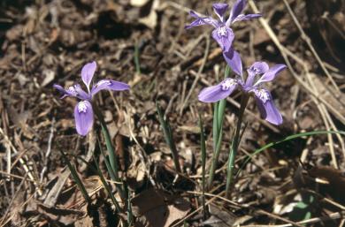 画像：紫の花びらと緑の茎を持つ植物。エヒメアヤメ。地面に生えている。