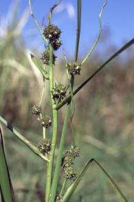 画像：緑の棘のある球状の頭状花序を持つ植物。ミクリ。