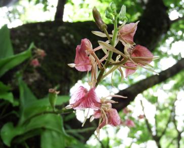 画像：薄紫の花をつけた植物。フガクスズムシソウ。